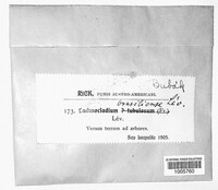 Image of Lachnocladium brasiliense